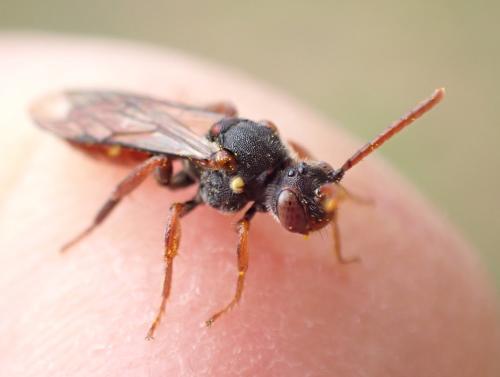 Nomada ferruginata